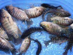 Have you called in your Tilapia and Grass Carp order?
